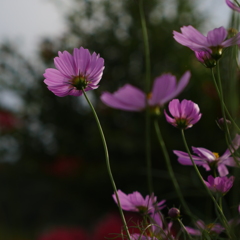 秋桜