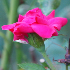 薔薇