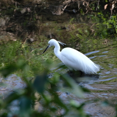 水鳥