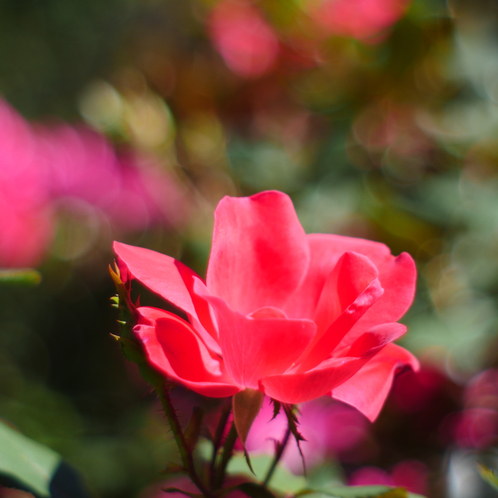 薔薇