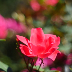 薔薇