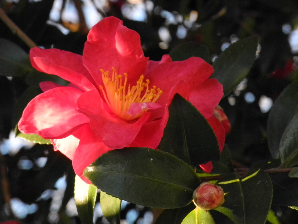 山茶花