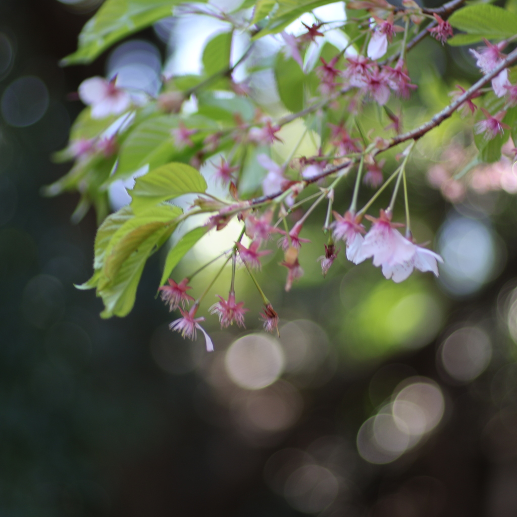 桜