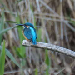 カワセミ