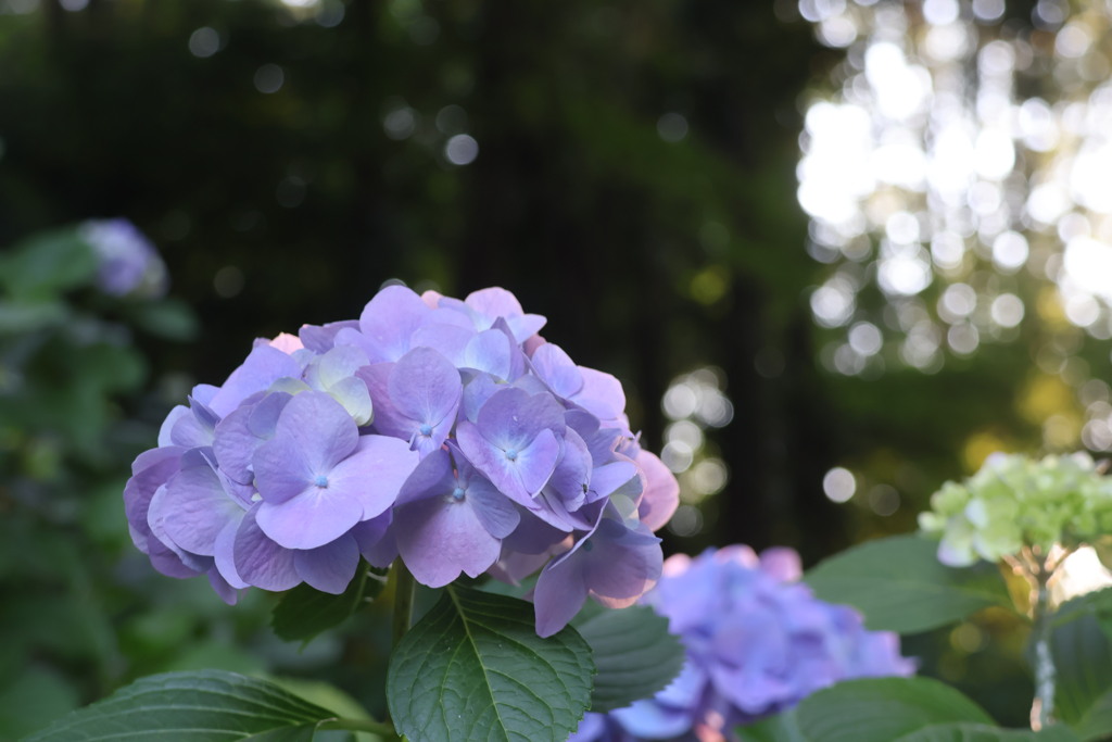 紫陽花