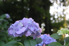 紫陽花