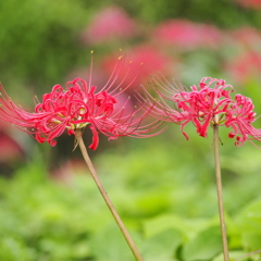 曼珠沙華