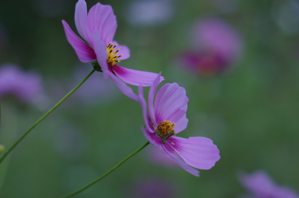 秋桜