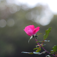 薔薇