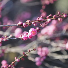 佐布里池