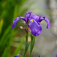 花かつみ園