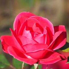 薔薇