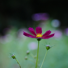 秋桜