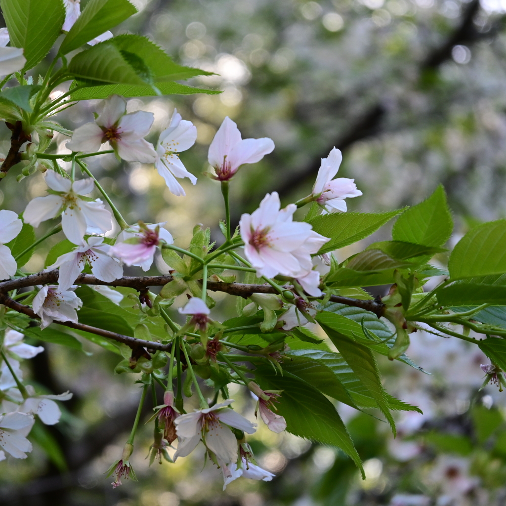 ふれあいの森