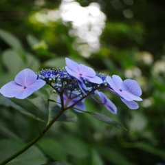 紫陽花