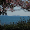 聖崎公園