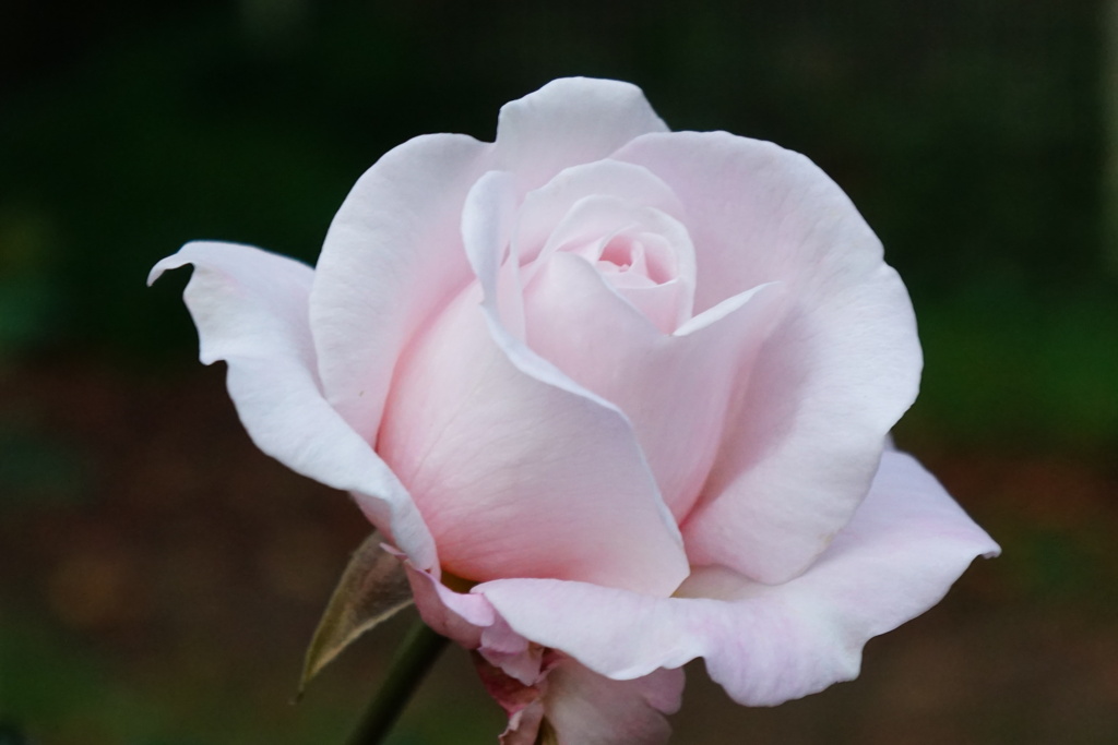 薔薇