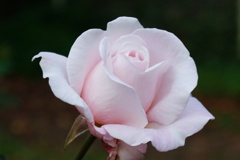 薔薇