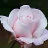 薔薇