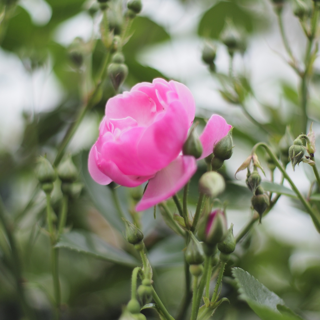 薔薇