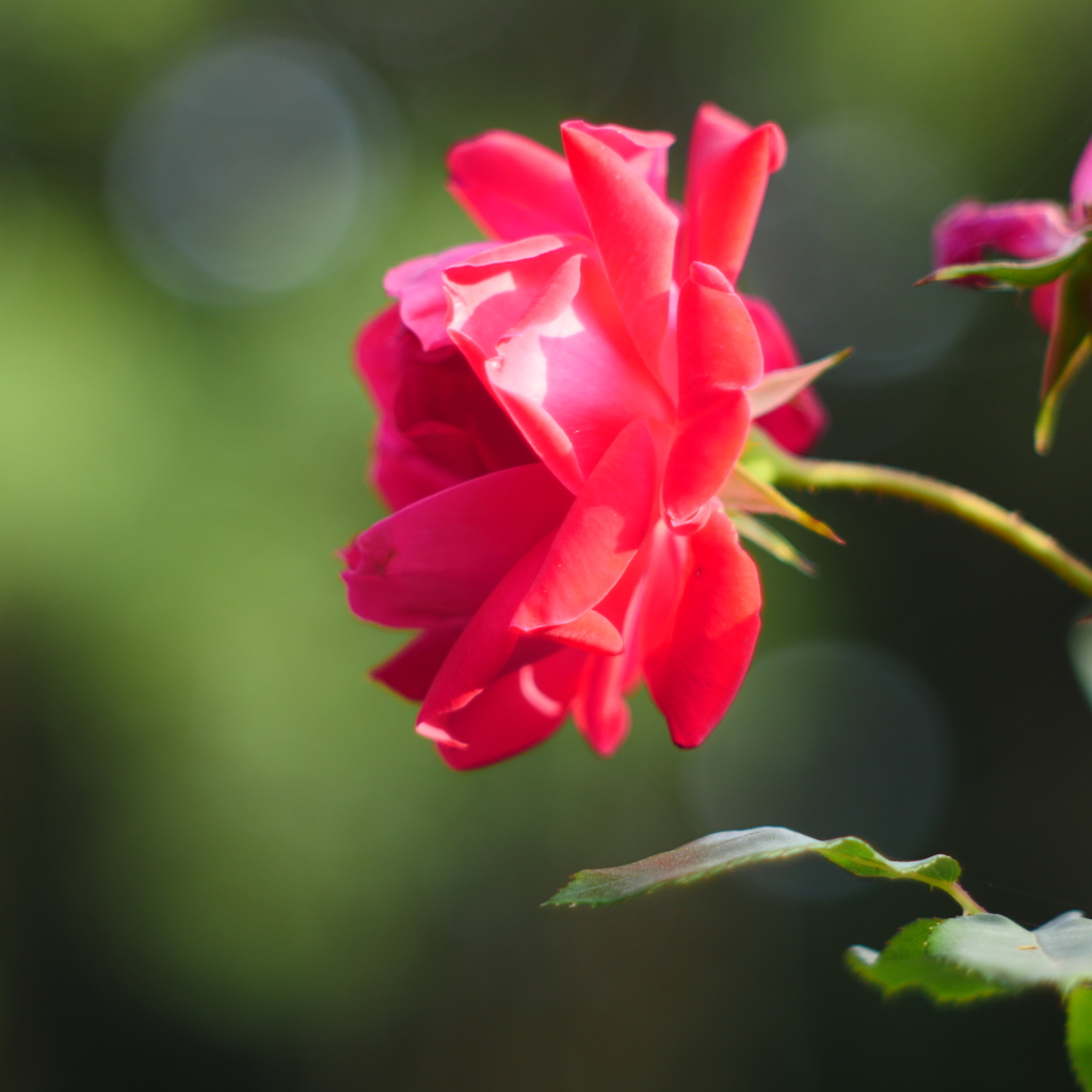 薔薇