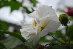 師崎観音 師崎観音