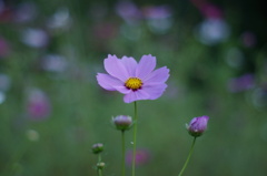 秋桜
