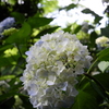 ふれあいの森