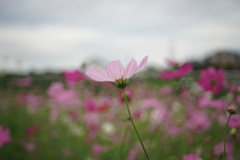 こすもす