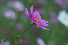 秋桜