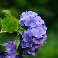 紫陽花