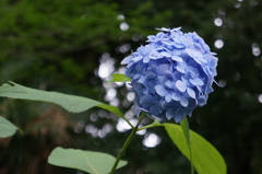 紫陽花