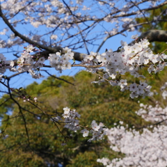 林若子神社