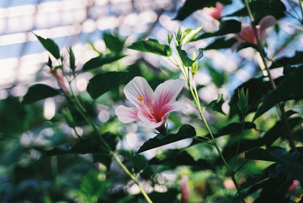相模原公園