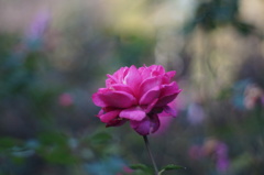 薔薇