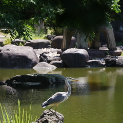 旧古河庭園