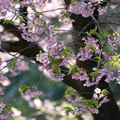 河津桜