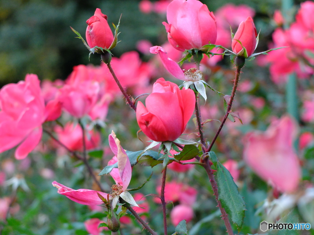 薔薇