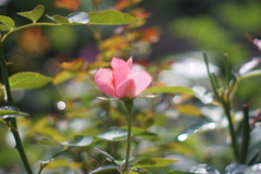 於大公園