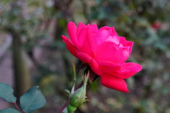 薔薇