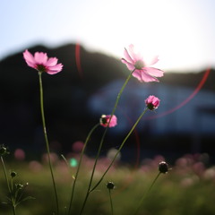 こすもす