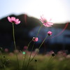こすもす