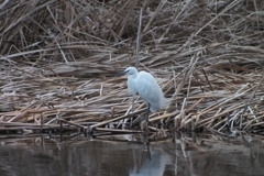 鳥