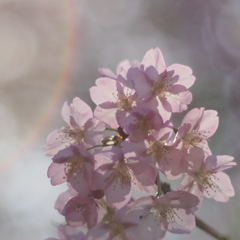 河津桜