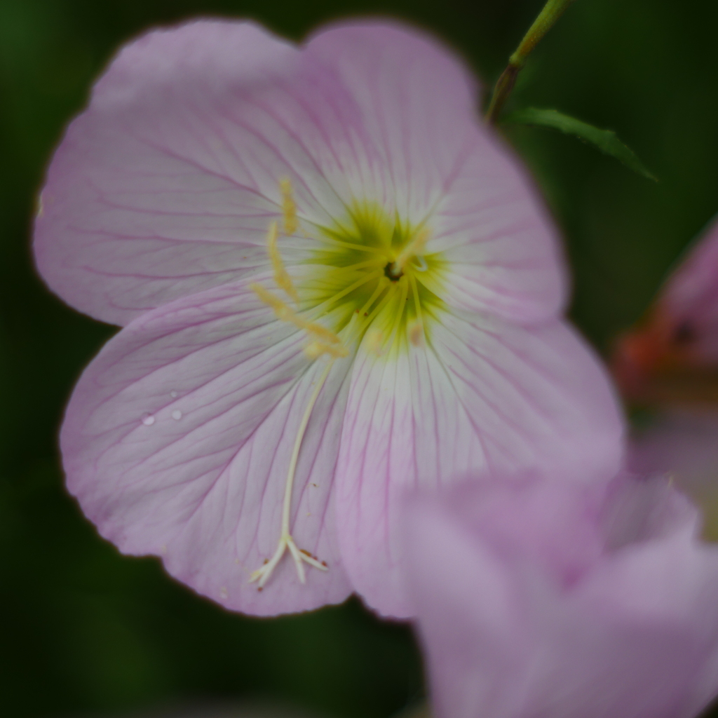 ふれあいの森