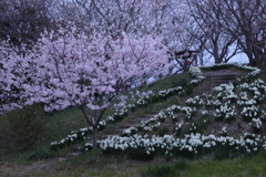 上ノ山公園