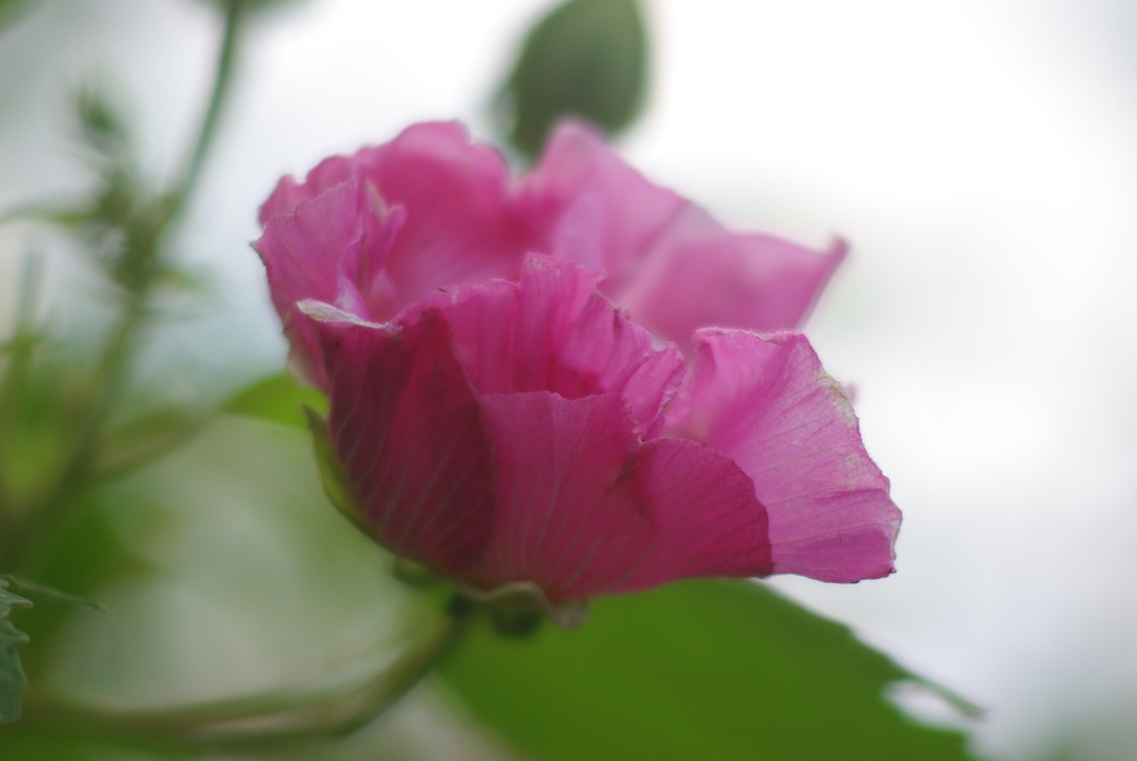 木槿