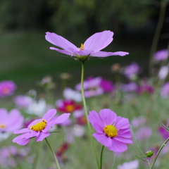 秋桜
