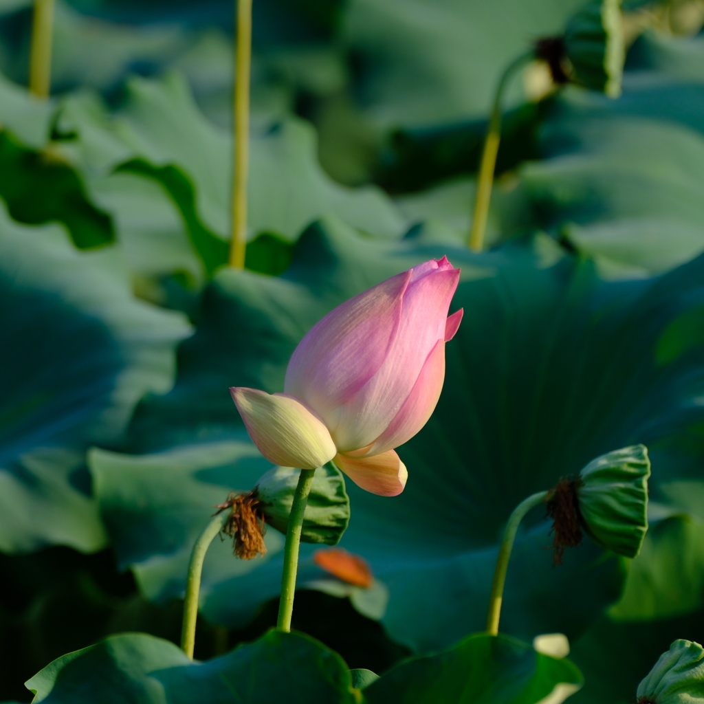 星名池