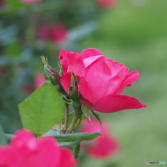 薔薇